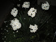 delikatne jak kobiety