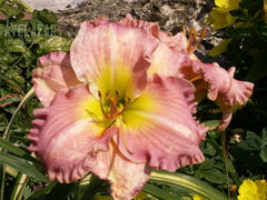 PICT9020.JPG