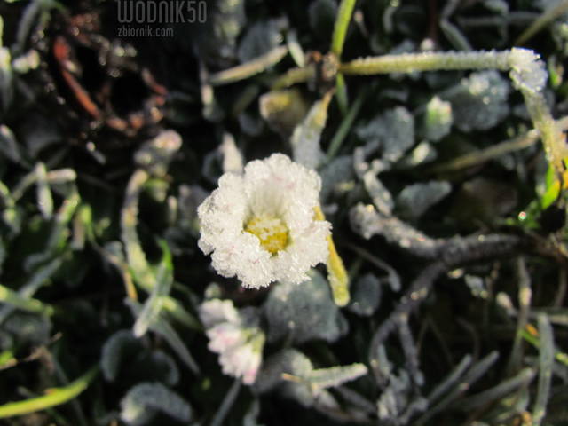 przymrozek - wodnik50