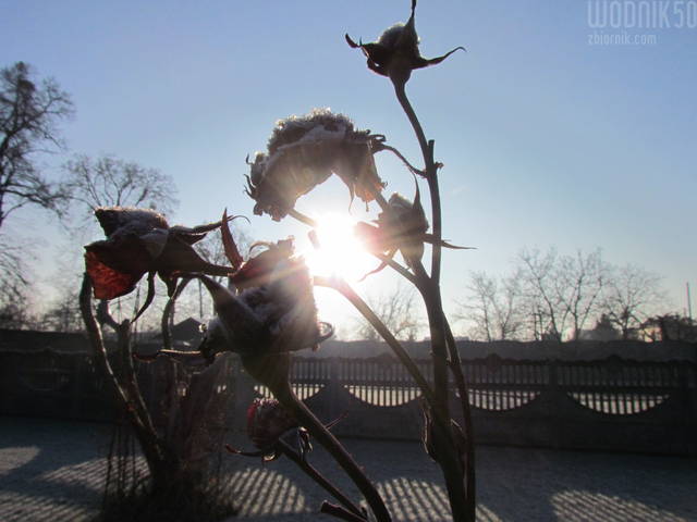 IMG_6497.JPG - wodnik50