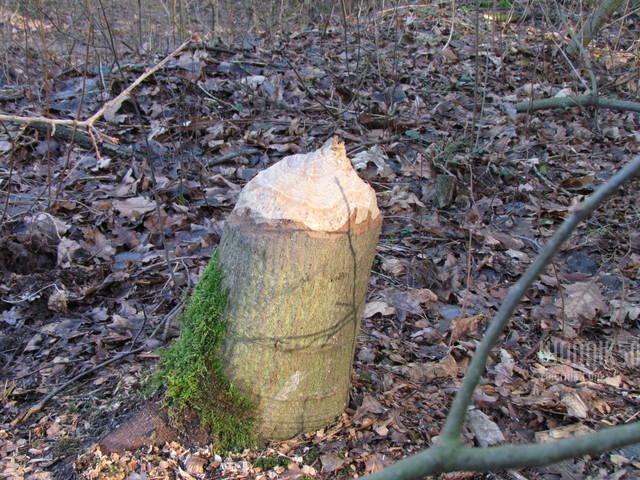 może podpowiedź - wodnik50