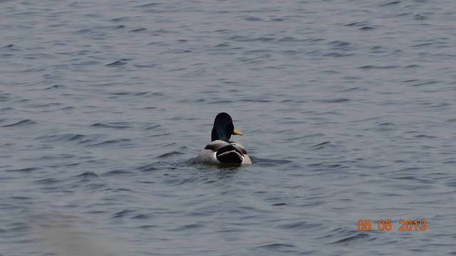 DSC00763.JPG - wisnia71