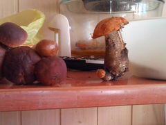 Taki tam sobie grzybek