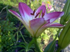 pięknym, uległym Kobietom