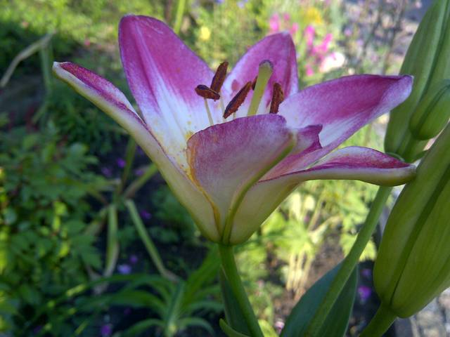 pięknym, uległym Kobietom - Pan_Stanowczy