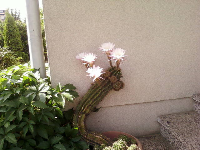 Zdjęcie-0044.jpg - jajoju