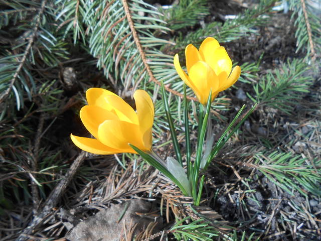 DSCN0520.JPG - kotka41