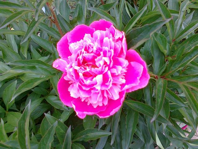 Pachnę dla Ciebie...;-) - cartagina