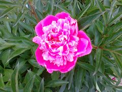 Pachnę dla Ciebie...;-)