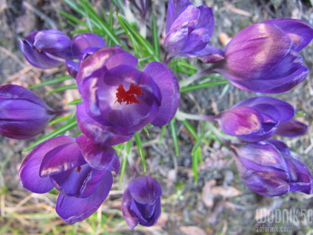 IMG_7122.JPG - wodnik50