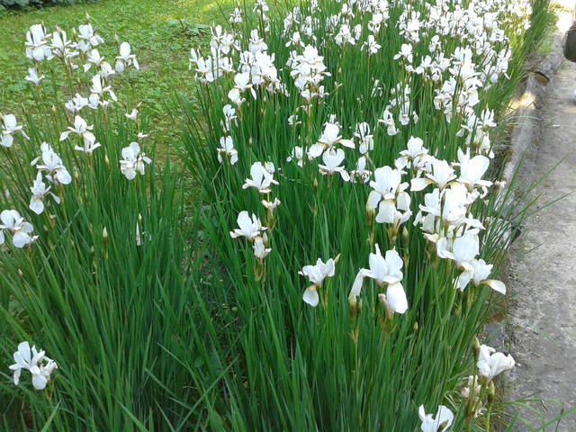 Motylki... - cartagina