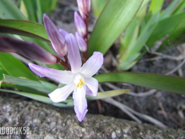 kwiaty wiosny - wodnik50