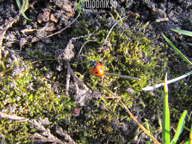 IMG_7295.JPG - wodnik50