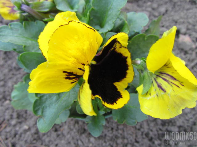 wiosenne kwiaty - wodnik50