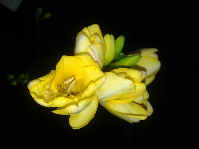 Czy to wiosenne ? jpg - cartagina