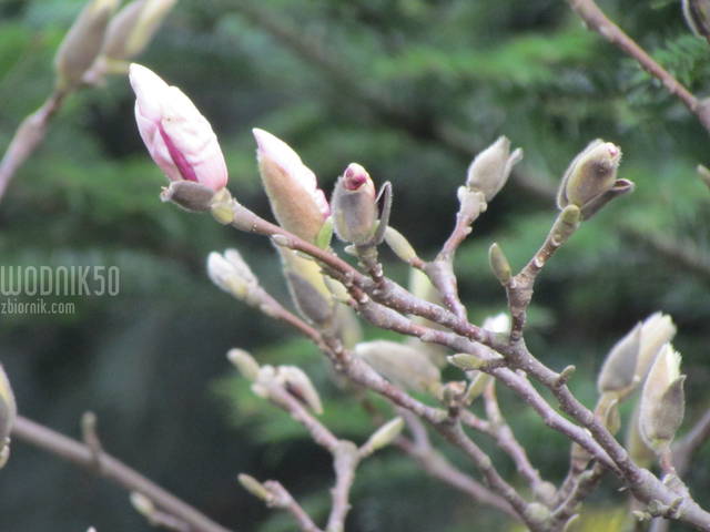 za chwilę.....rozkwitną - wodnik50