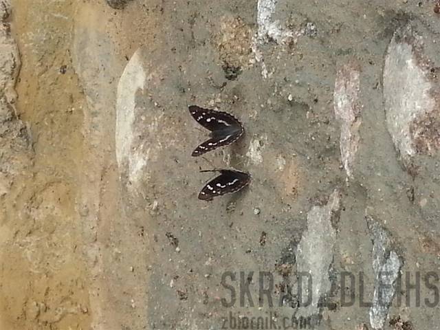 parka - skrad_dleihs