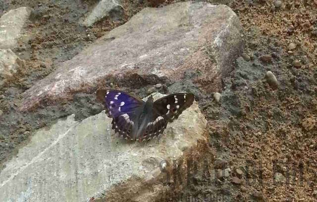 motylkowa - skrad_dleihs