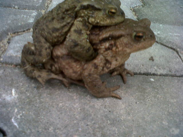 IMG00482-20140324-1250.jpg - edd2221