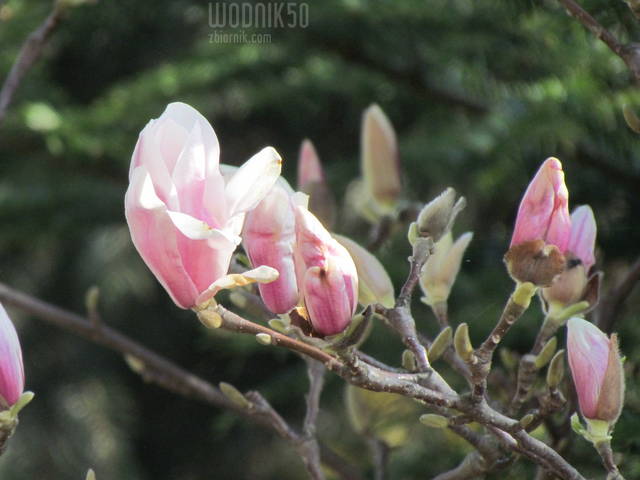 lada dzień i....... - wodnik50