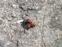 znęcanie,molestowanie,czy.....