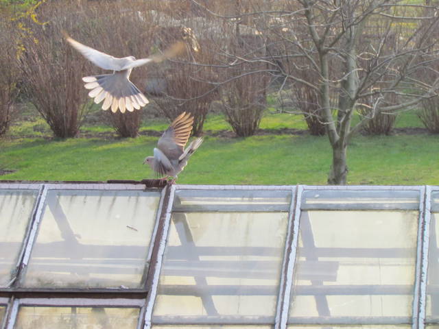 czyżby...... - wodnik50