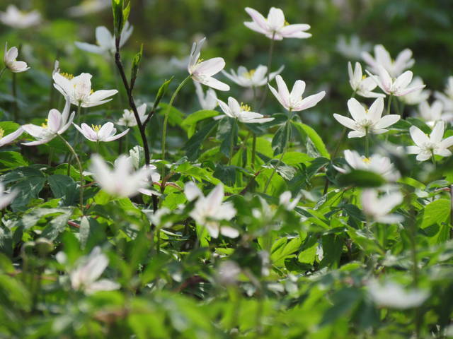 cieszą wzrok - wodnik50