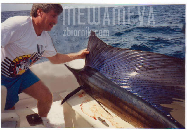 Sailfish - MewaMeva