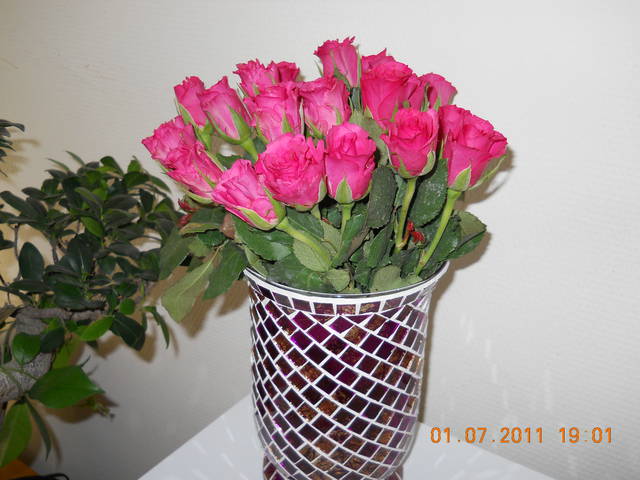 Roze - robinsoncruzo