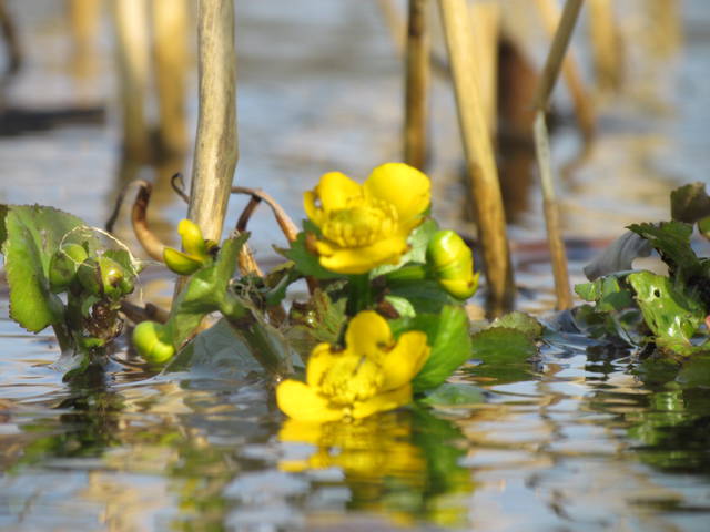 IMG_7738.JPG - wodnik50