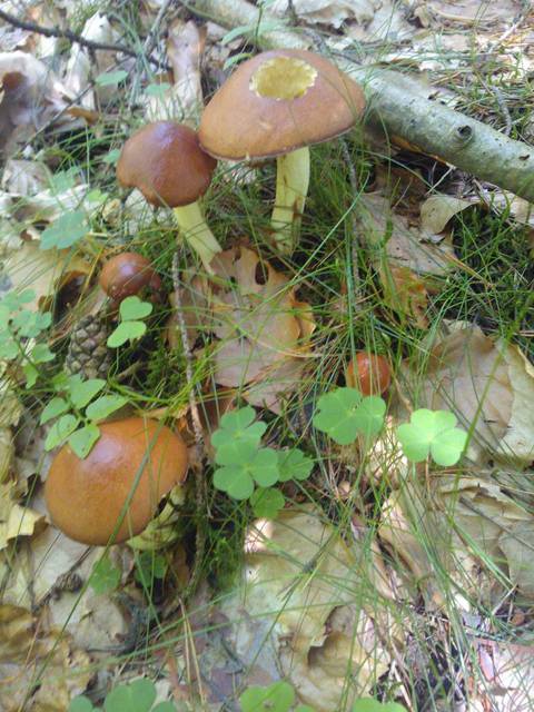 P__D181_20140323T214012-188.JPG - stud1