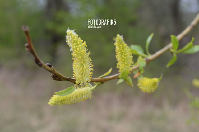 pylimy..a co - fotografik5