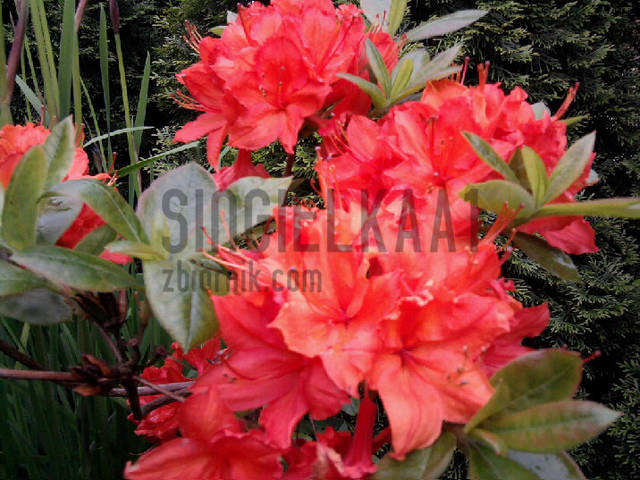 Różanecznik - singielkaa1