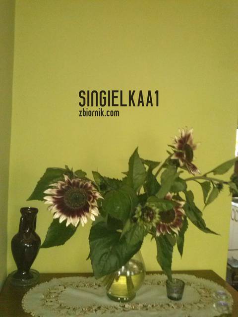 Słoneczniki - singielkaa1