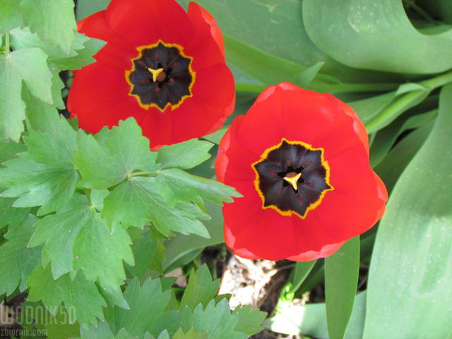 czerwień.... - wodnik50