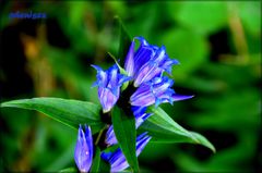 coraz więcej zieleni