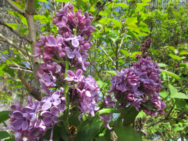 zakwitł..........bez - wodnik50