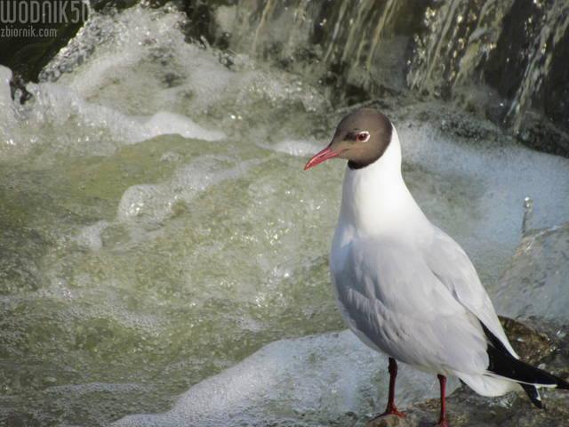 nad wodą - wodnik50