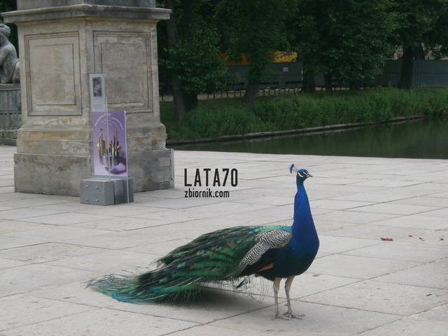 P6270096.JPG - lata70