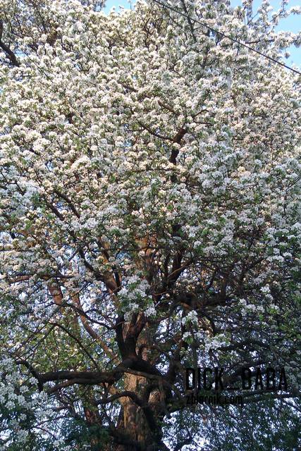 jak śnieg biała - dick_baba