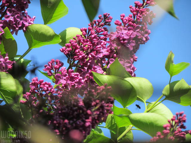 prawie maj - wodnik50