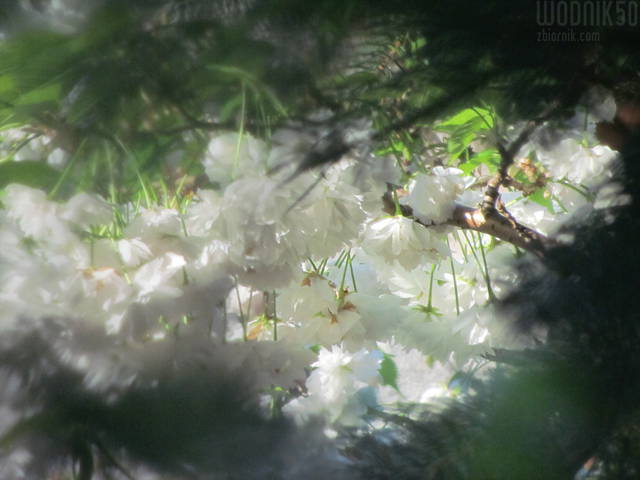 IMG_8184.JPG - wodnik50