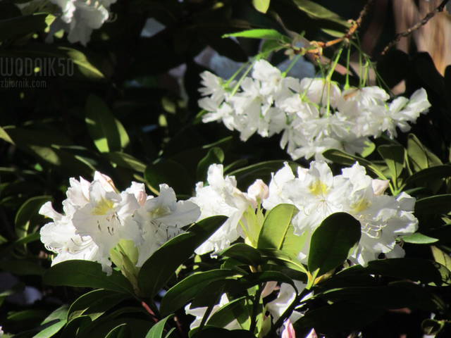rododendron - wodnik50