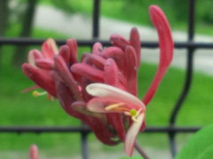 ...to taki ładny, kwitnący chwast