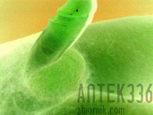 kutas3m.jpg - antek336