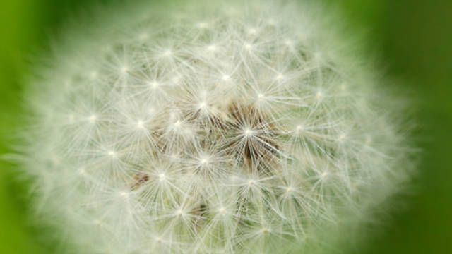dandelion.jpg - pieszczoszka1