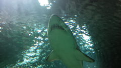 IMG_00000031.jpg