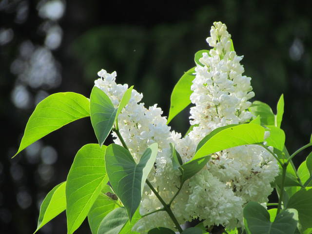 IMG_8523.JPG - wodnik50