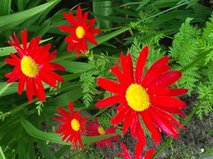 Pięknej Kobiecie Ninie