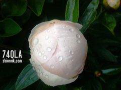 piwonia.jpg